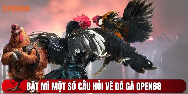 Bật mí một số câu hỏi về đá gà OPEN88