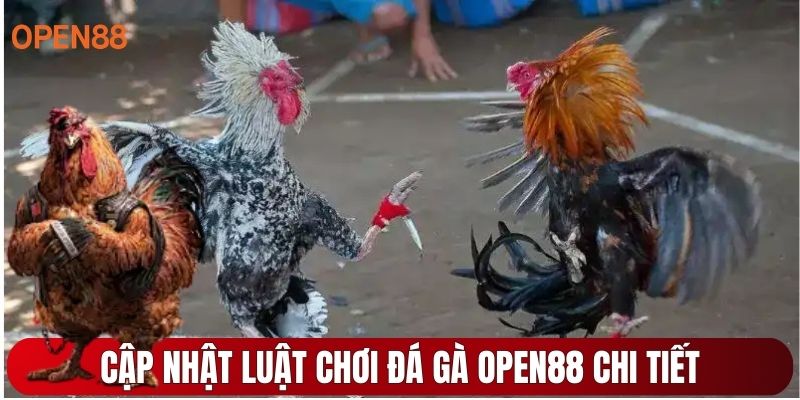 Cập nhật luật chơi đá gà OPEN88 chi tiết